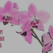 Amil Flowers Flores Happy Birthday