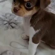 Танцующий Чихуахуа D