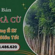 Bán Cây Xà Cừ Công Trình