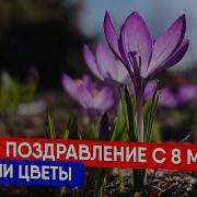 Поздравление С 8 Марта Розы