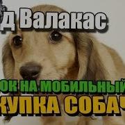 Валакас Покупка Кошек Для Секса