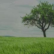 The Lonely Tree Longer