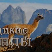 Анды Документальный Фильм