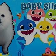 Baby Shark Em Cachorrês