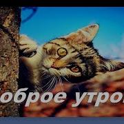 Пожелание С Добрым Утром Хорошего Настроения