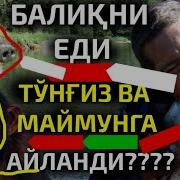 Ўзини Бил Диювчилар Холати Абдуллоҳ Зуфар O Zini Bil Diyuvchlar