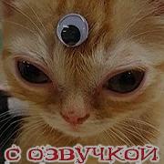 Смешные Видео Про Кошек