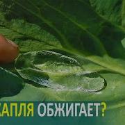 Тома Гордеева Где То За Туманами