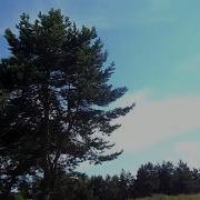 Прогулка По Лесу Relax