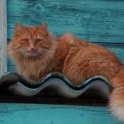 Песня Тигрёнок Котёнок Песни Для Детей Детские Песенки