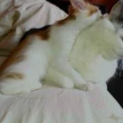 Мойдодыр Котенок Вылизывает Кота Потом Себя Kitten Is Cleaning