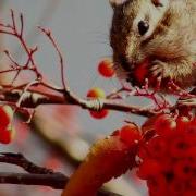 Ой Рябина Кудрявая На Китайском Языке