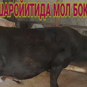 Кам Чиким Мол Бокиш 2020 Уй Шароитила Новвос Бокиш Бизнес