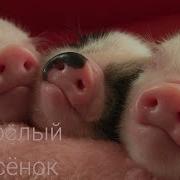 Я Весёлый Поросёнок