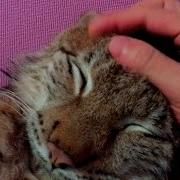 Мурлыканье Урчание Большой Кошки