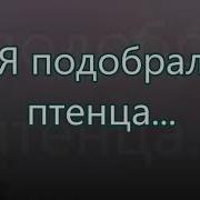 Я Подобрал Птенца Песня