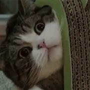 Че Сука Wtf Webm