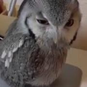 Прикол Эй Эй Эййй