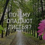 Почему Листья Опадают