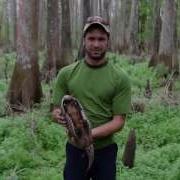 Animal Bytes The Nine Banded Armadillo