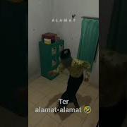 Download Video Iku Iku Iku Iku Saking Ulama Alamate Anak Soleh Bikin Candu Habib Hasan