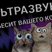 Ультразвук Для Кошек