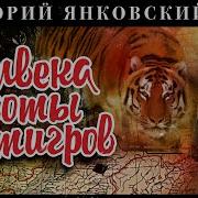 Пол Века Охоты На Тигров