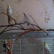 Утреннее Пение Самца Кореллы