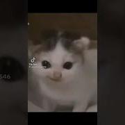 Котенок На Немецком