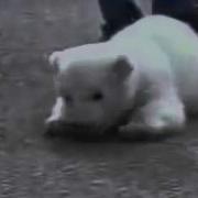 Символ Олимпиады 2014 Белый Мишка