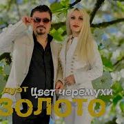 Цвет Черемухи Золото