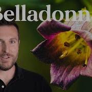 Belladonna