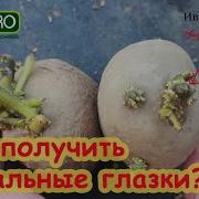 Посадка Картофеля
