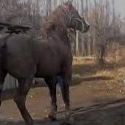 Самый Красивый Конь Барон