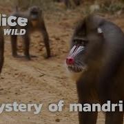 Mandrill