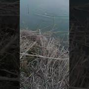 10 Энг Зур Балик Тутиш Усуллари Узбекча