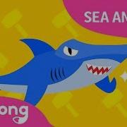 Hammerhead Shark Song