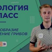 Многоообразие И Значение Растений Животных И Грибов