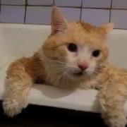 Толстый Кот Пытается Выпрыгнуть Из Ванной
