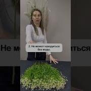 Ромашки Скромный