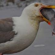 Greedy Killer Seagull