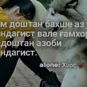 Мачид Алипур Рафиқи Дилам 2018