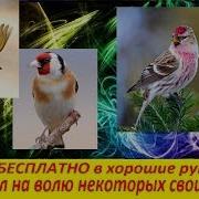 Отдам Папугая В Хорошии Руки