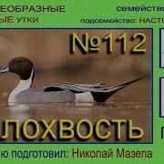 Позывной Крик Кряквы