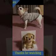 Смешное Видео Собака Лает На Игрушку