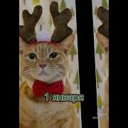 Коты Поют Новогоднюю Песню