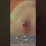 习近平让马云去坐冷板凳 习包子退让印证他的惨败 薄瓜瓜赵本山马云高调现身 小鬼当家 川普上台 包子成跳梁小丑