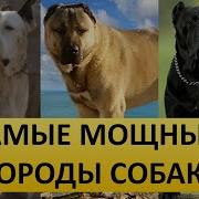 Топ10 Самые Сильные Собаки В Мире