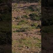 Обезьянки Занимаются Сексом