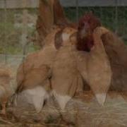 Мои Любимые Мое Подворье Мои Птички Куры Кролики Утки Иднюки И Утята